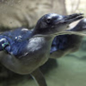 Meet your Posher, France